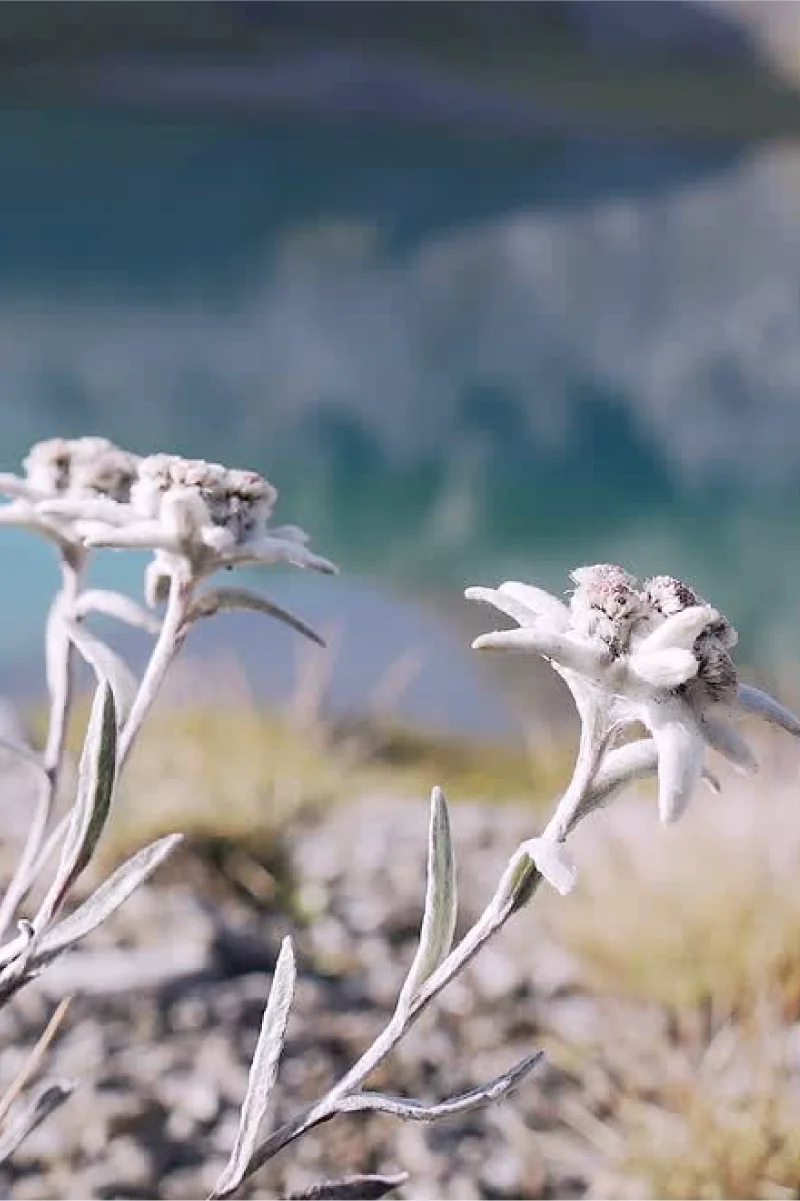 Edelweiss